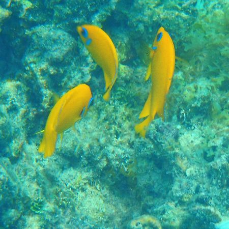 Bord De Mer - 90M2 - Acces Prive Plage Et Lagon Paea Bagian luar foto